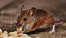 24 Hour & Emergency Exterminators in Lucerne Valley, CA